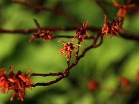 Hamamelis Robin 2016 01 23 9096